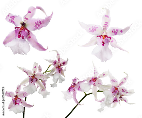 Fototapeta Naklejka Na Ścianę i Meble -  set of orchids with pink centers and spots