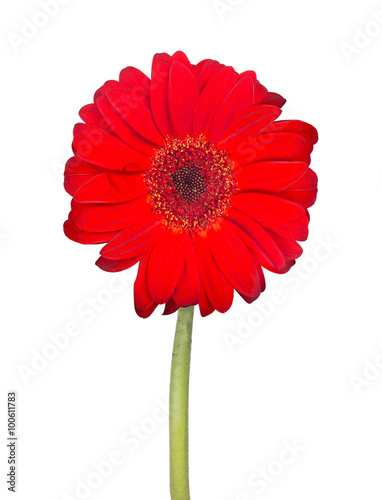 red gerbera bloom on stem