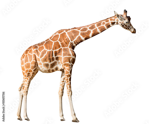 high isolated on white giraffe