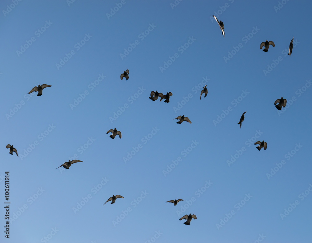 Large group of pigeons against the sky.