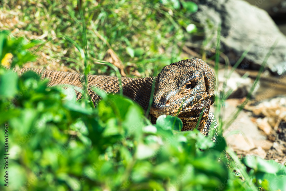 Water monitor lizard in Sri Lanka Water monitor lizard in Sri Lanka