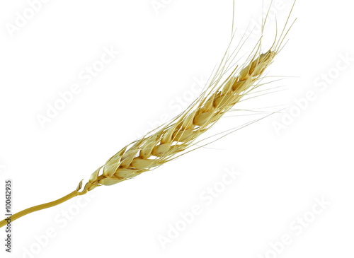 wheat on the white background
