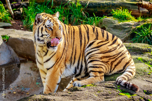 Amur Tiger