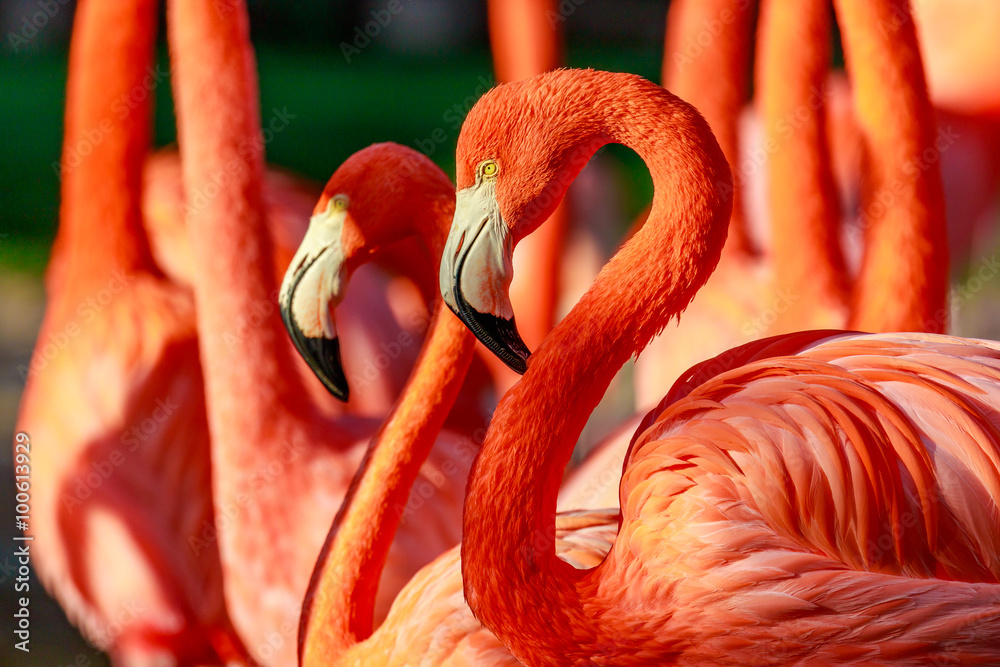 Naklejka premium Flamboyance of Flamingos