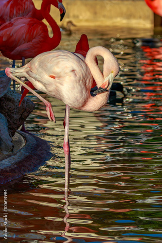 Flamingo Wading water