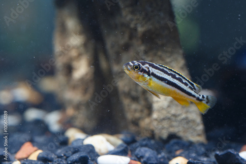 Zebra fish photo