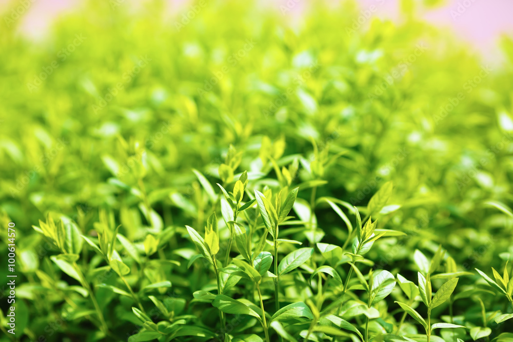 Green foliage background. Fresh green leaves with a soft smooth bokeh. Shallow depth of field. Selective focus. Green foliage background. Fresh green leaves with a soft smooth bokeh. Shallow depth of field. Selective focus.