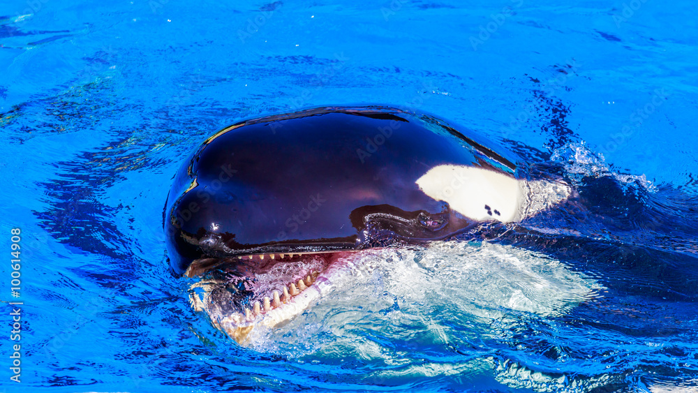 Fototapeta premium Killer Whale in water
