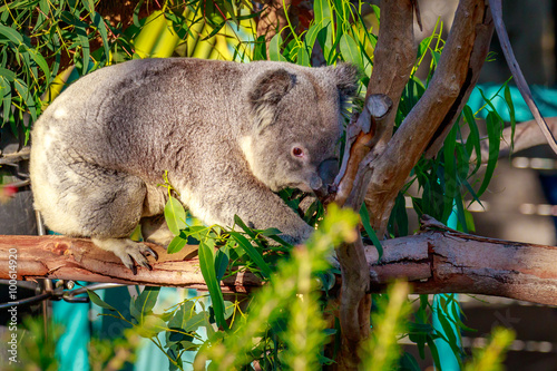 Photography Koala on Tree branch