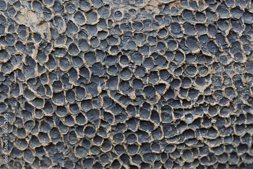 Striped bark © nattawatstocker