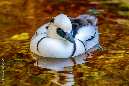 Male Smew Duck