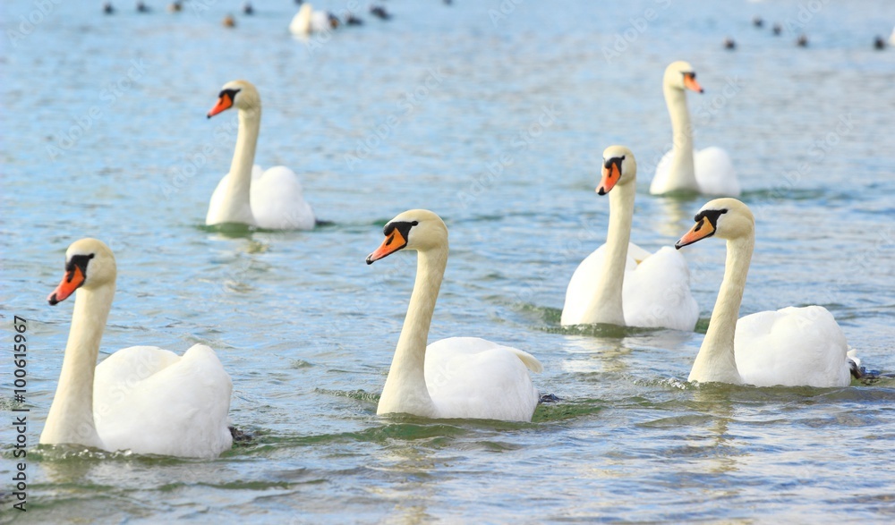 Fototapeta premium Swan's lake