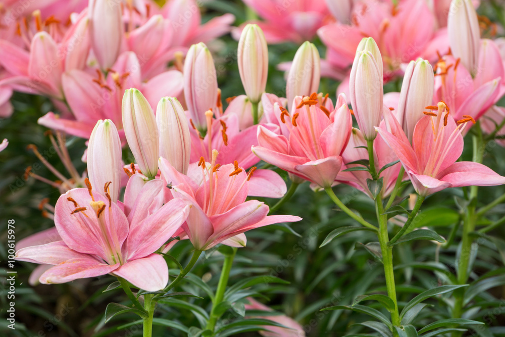 Obraz premium lily