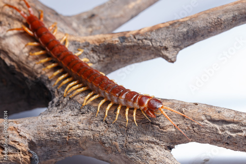 Canvas-taulu centipede