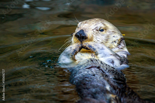 Sea Otter Feeding © pngstudio