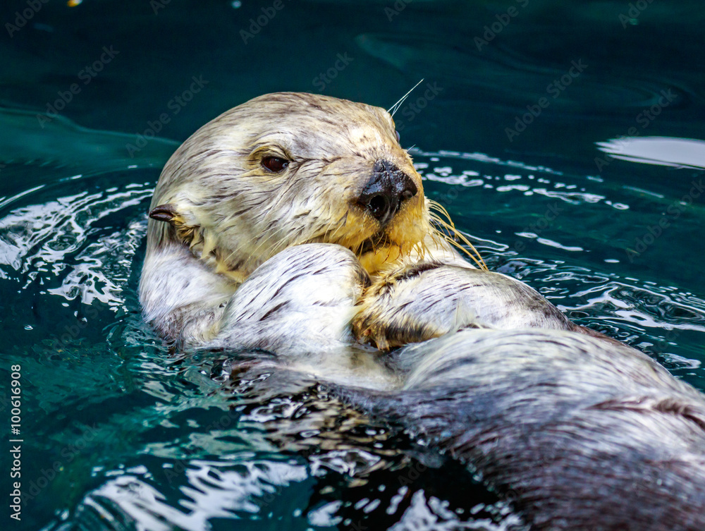 Fototapeta premium Sea Otter in water
