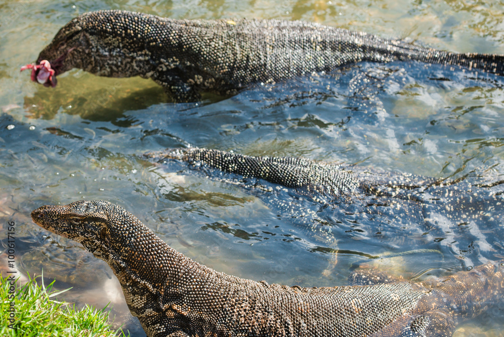 Water monitor lizard eating fish in Sri Lanka Stock Photo Adobe Stock