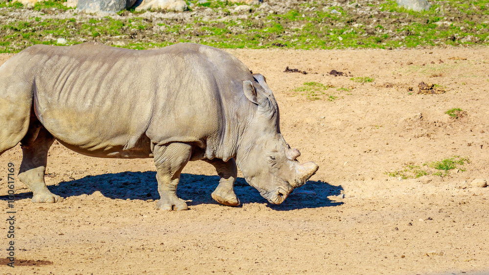 Fototapeta premium Southern White Rhinoceros