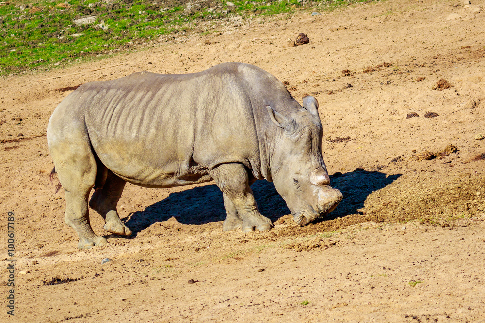 Obraz premium Southern White Rhinoceros