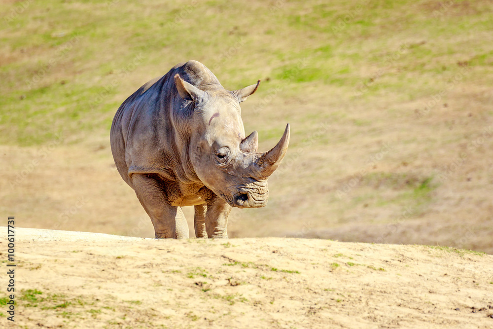 Obraz premium Southern White Rhinoceros