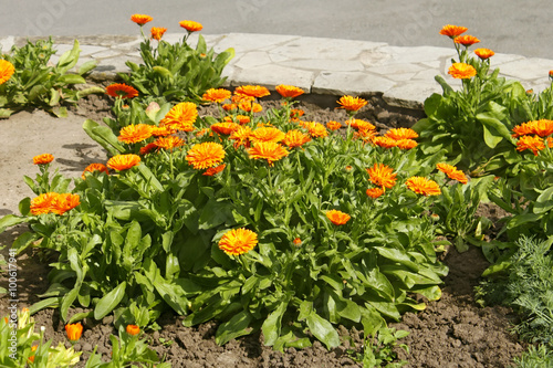 Calendula flowering on flowerbed