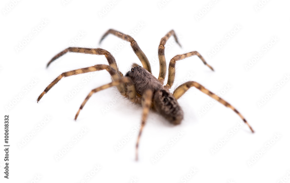 Spider Spider