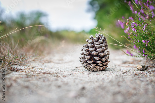 Bild auf Leinwand Une pomme de pin sur un chemin en forêt