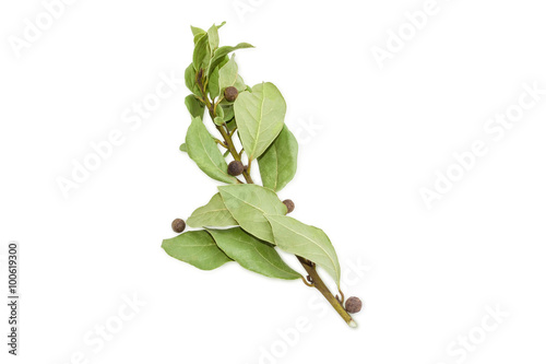 Branch of a bay laurel and several peas allspice
