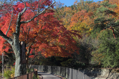 京都　琵琶湖疏水の紅葉