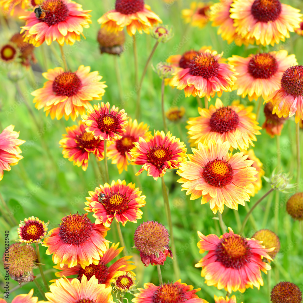 Flower Gaillardia Flower Gaillardia