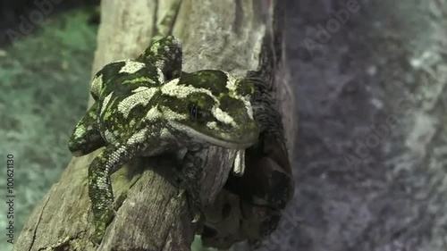 Forest gecko or long-toed gecko (Hoplodactylus granulatus) climbs trees searching for nectar and fruit, or to hunt flies. photo