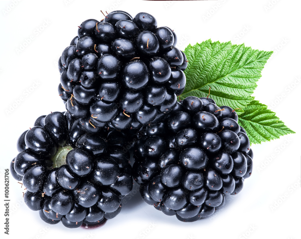 Three blackberries on the white background.