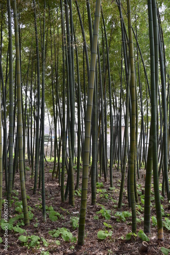 竹林／山形県の庄内地方で、竹林を撮影した写真です。