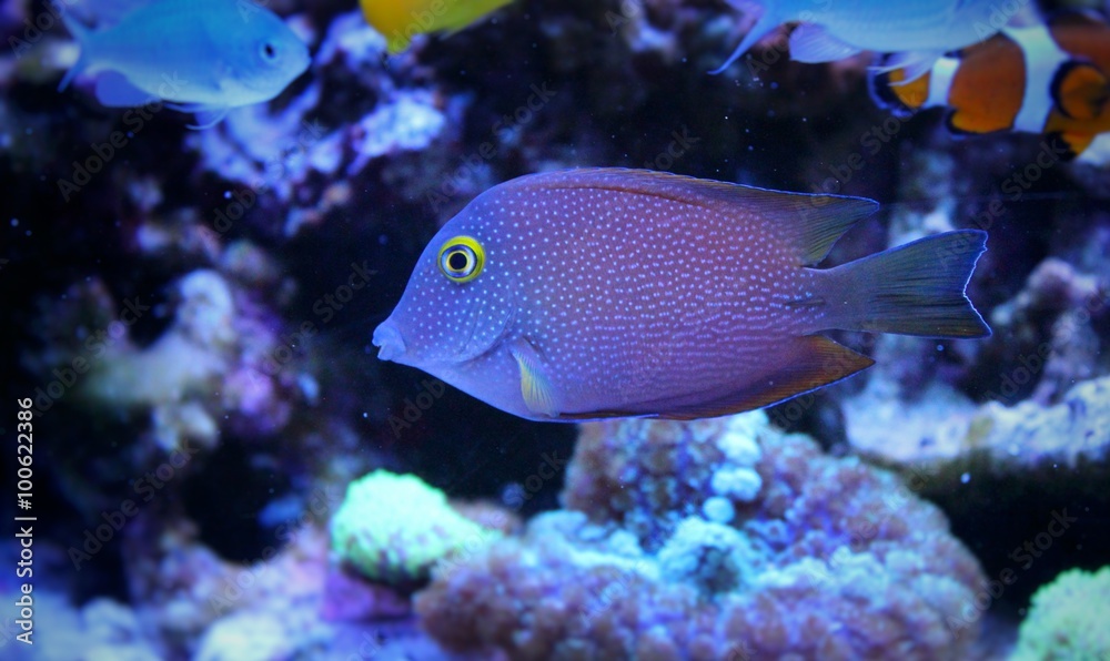 Kole yellow eye tang (Ctenochaetus strigosus) Kole yellow eye tang (Ctenochaetus strigosus)
