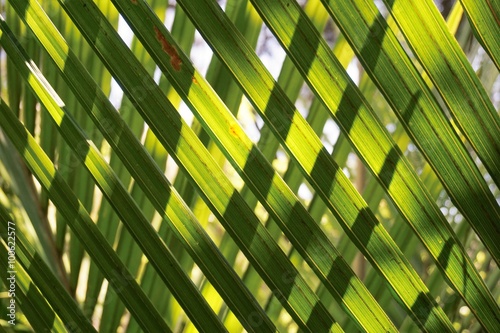 Sun shines through lush green fern New Zealand