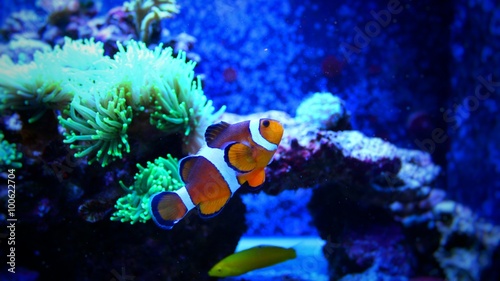 Ocellaris Clownfish  Amphiprion ocellaris  