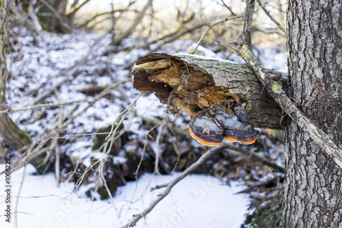 mushroom on a tree in the woods