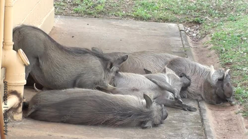 A family of warthogs sleeping with one warthog being groomed and having it's belly licked cleaned.