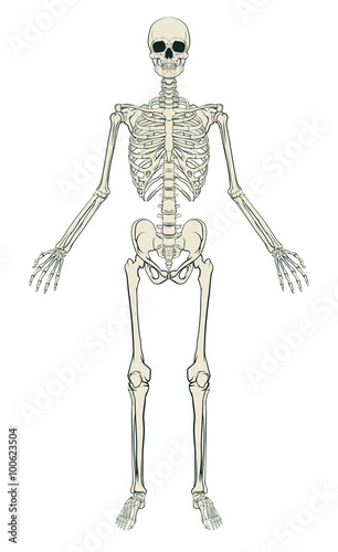 Human Skeleton