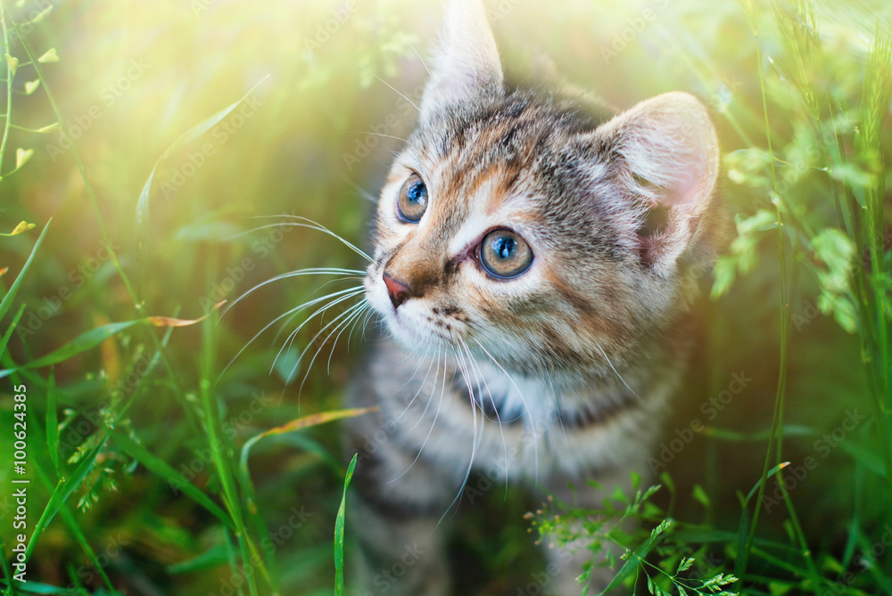 Kitten playing in the green grass at summer. Cute Tabby Cat in Summer Sun Lights, Pets care. Stock Photo | Adobe Stock