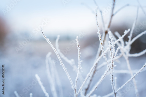 Hoarfrost on the winter bushes. Macro image with small depth of field