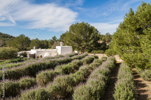 Ibiza fields