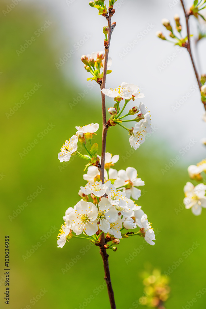 Obraz premium Apple tree blooming