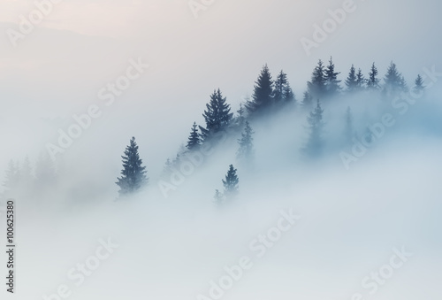 Carpathian Mountains. The tops of trees sticking out of the fog.