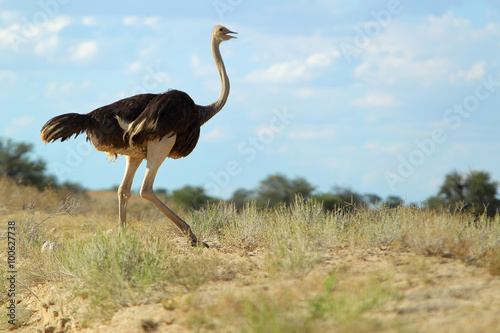 Struś afrykański (Struthio camelus) na Pustyni Kalahari