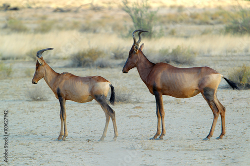 bawolec rudy  Alcelaphus caama   kama na Pustyni Kalahari