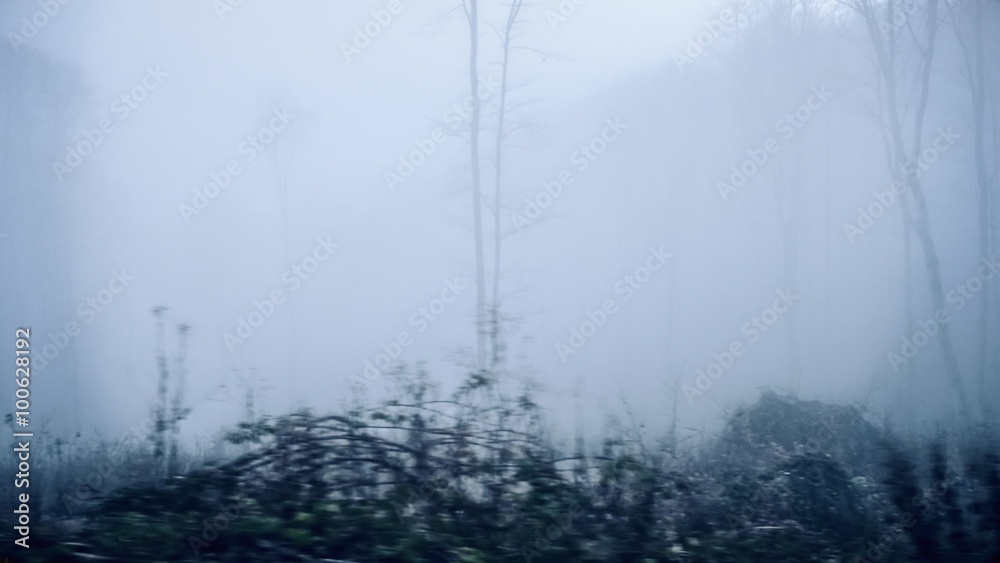 Driving through the misty woods.