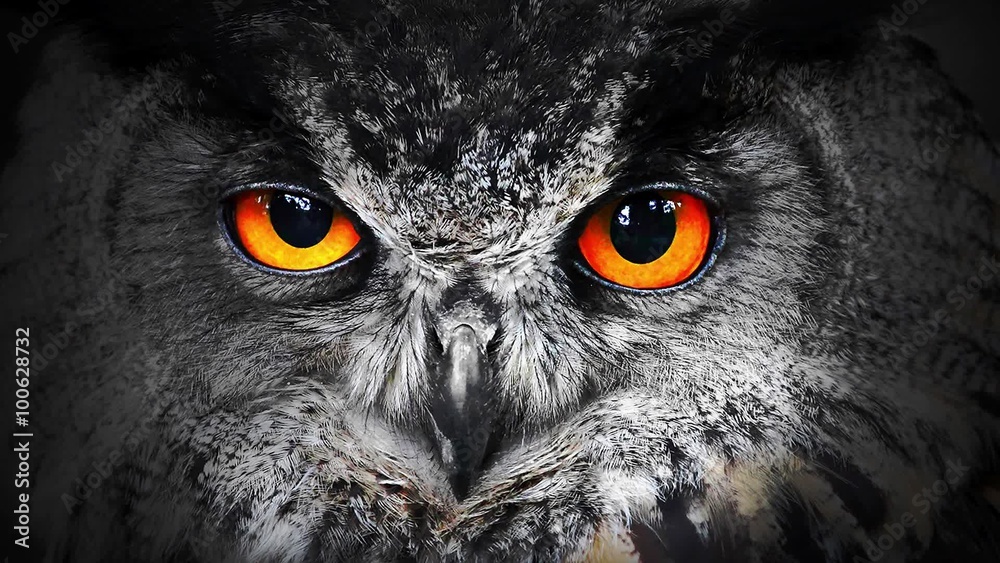 The evil eyes blinking. Eagle Owl (Bubo bubo) watching from the darkness. 