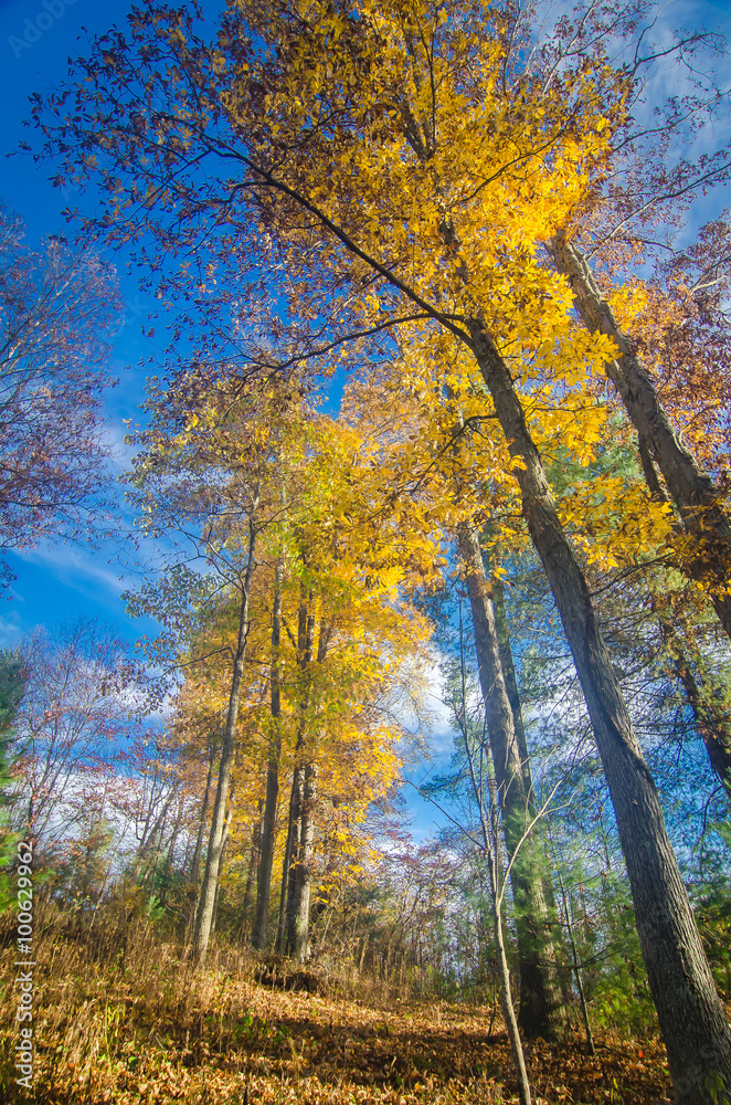 Tall Trees Against Blue Sky Tall Trees Against Blue Sky