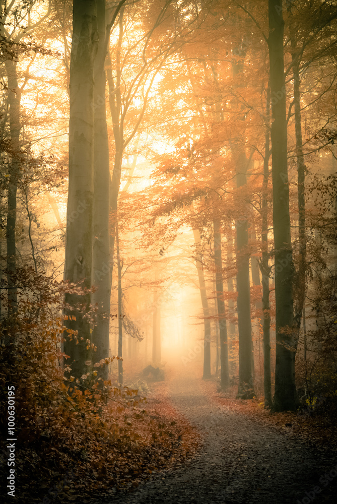 Fototapeta premium amazing view of forest 